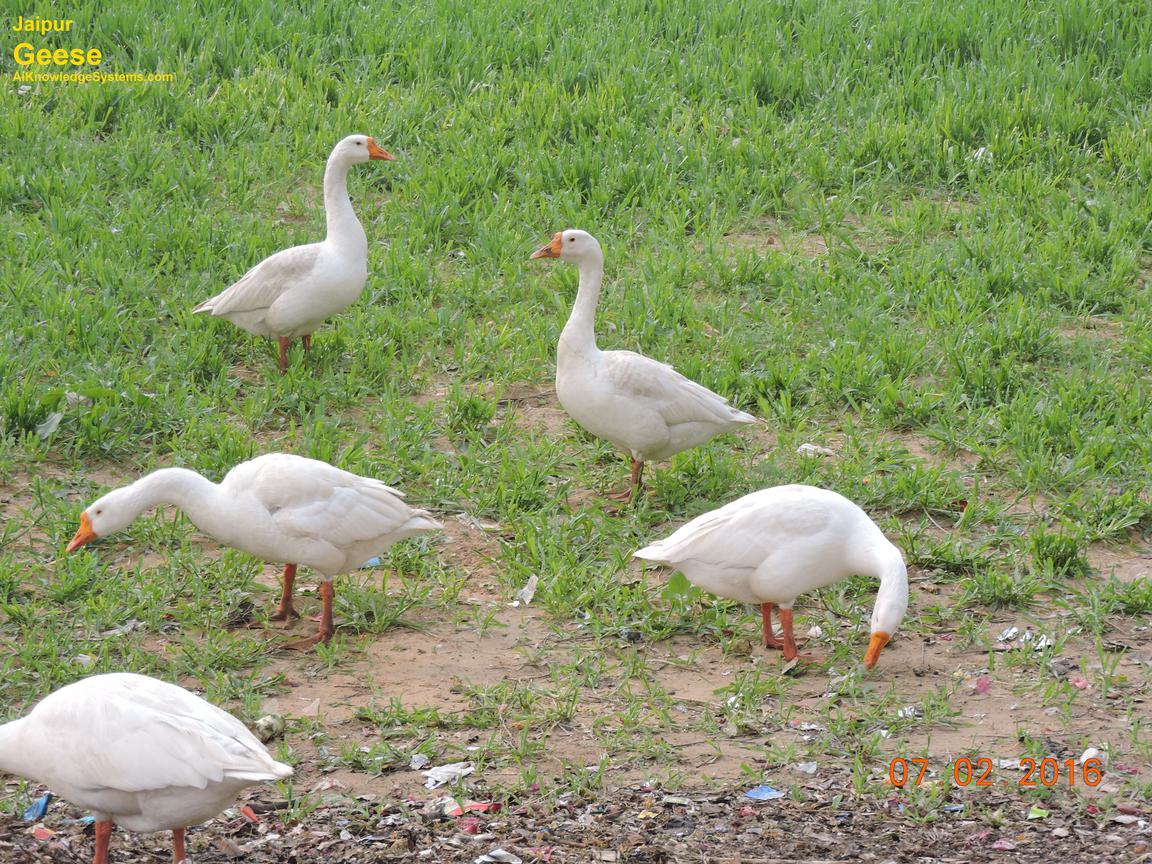 Geese (3) Coming Soon